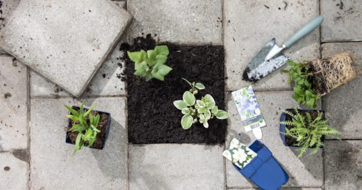 Tegels inruilen voor groen: inwoners Alphen kunnen gratis plantenpakket aanvragen