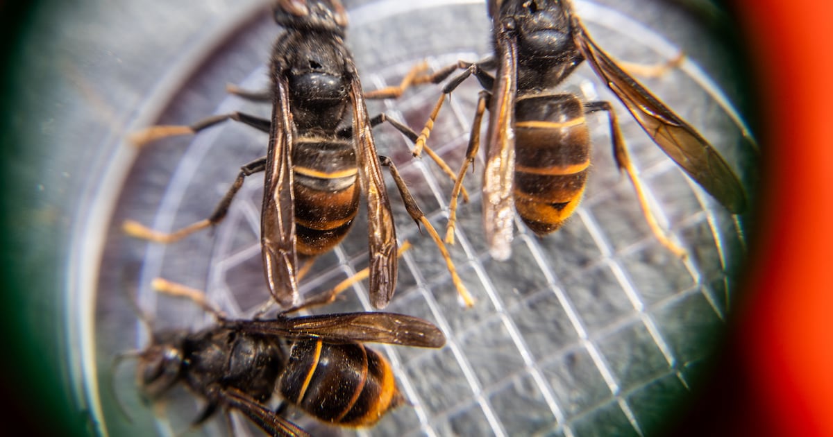 Stabroek schakelt versnelling hoger tegen Aziatische hoornaar: bestrijding van nesten op privéterrei