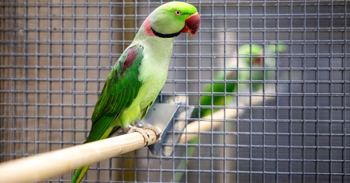 Internationale vogelshow brengt ruim duizend vogels naar Meijel