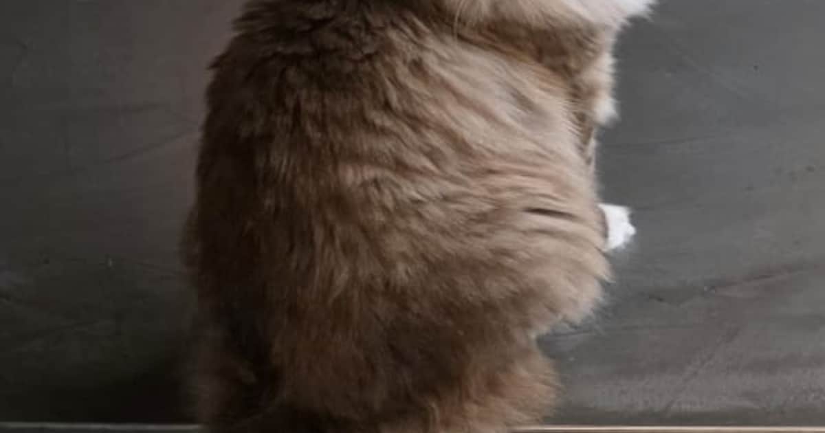 Heb jij Perry, Jinx of Vosje gezien? Deze drie huisdieren worden in Tynaarlo vermist
