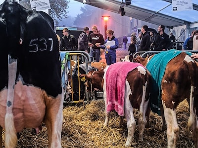 Programma Koeiemart 2026: kramen, fietsen en feestjes in Woerden