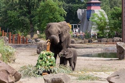 De sloop van huizen levert een smakelijke verrassing op voor de olifanten in Ouwehands Dierenpark