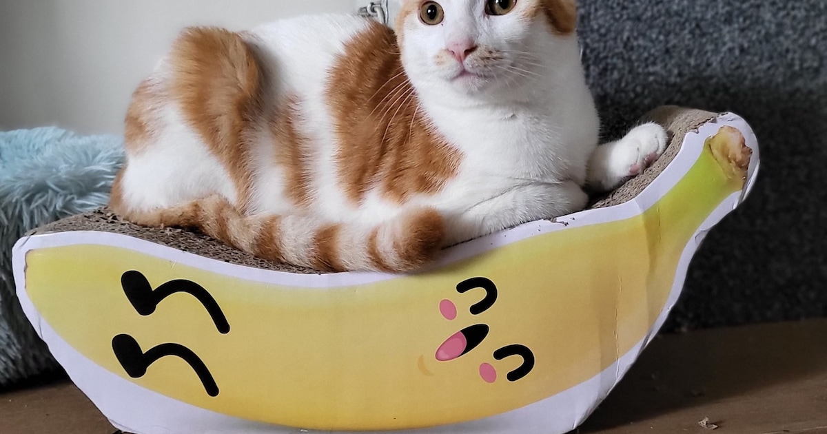 Heb jij Willow of Bella gezien? Deze twee huisdieren worden in Leudal vermist