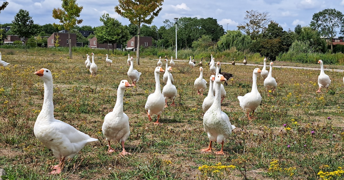 Nieuwe methode tegen ganzenoverlast van start in Koggenland