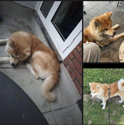 Heb jij Billy gezien? Dit huisdier wordt in Enschede vermist