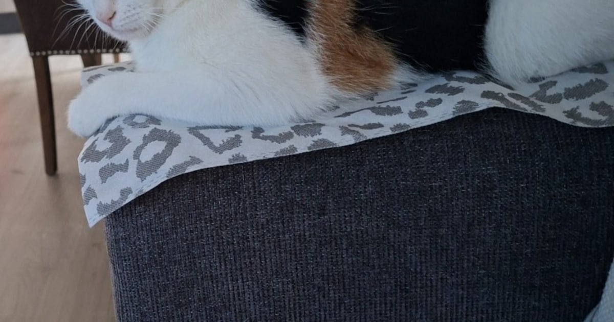 Heb jij Nala gezien? Dit huisdier wordt in Woerden vermist