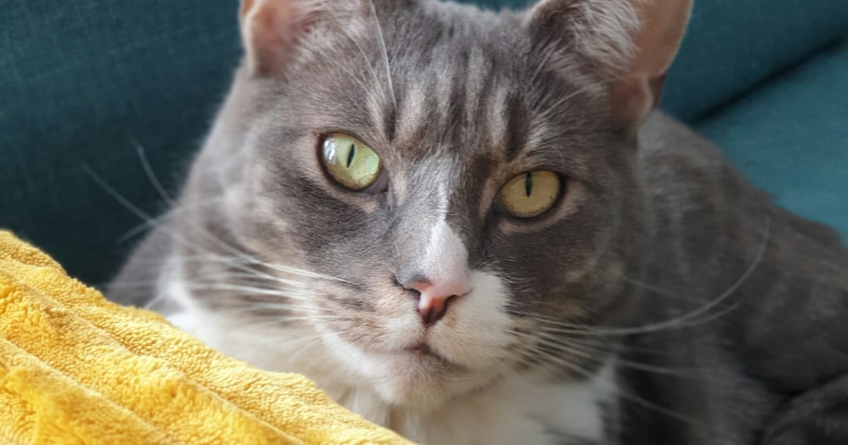 Heb jij Sammie of Claire gezien? Deze twee huisdieren worden in Zoeterwoude vermist