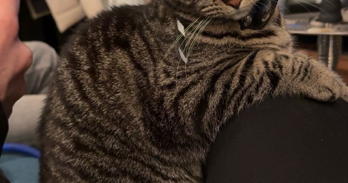 Heb jij Luffy gezien? Dit huisdier wordt in Hillegom vermist
