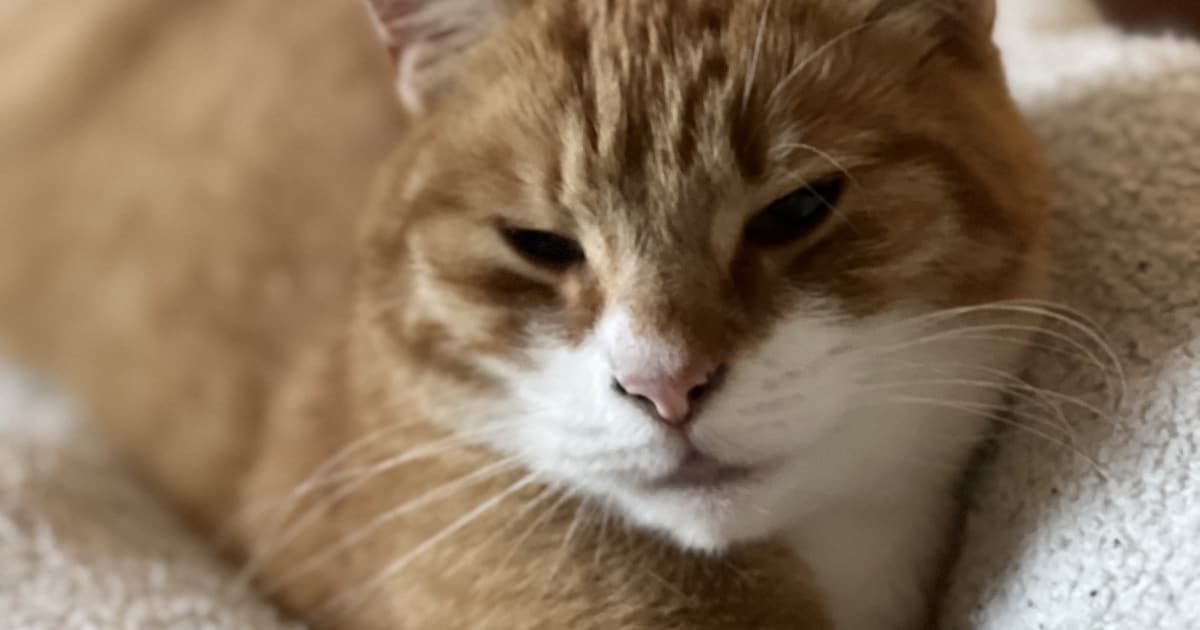 Heb jij Sem gezien? Dit huisdier wordt in Venray vermist