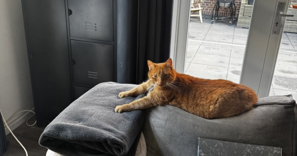 Heb jij Bram gezien? Dit huisdier wordt in Harlingen vermist