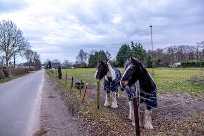Waarom Apeldoorn ook dit weiland met paarden op het oog heeft voor woonwagens