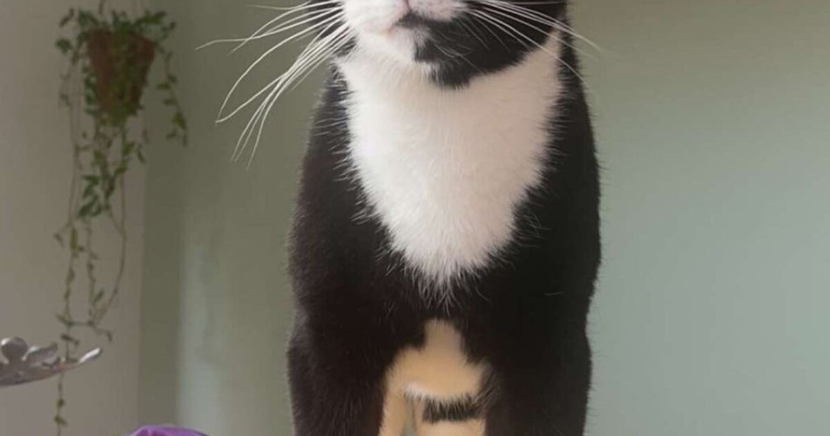 Heb jij Moes, Nina of Luna gezien? Deze drie huisdieren worden in Hilversum vermist