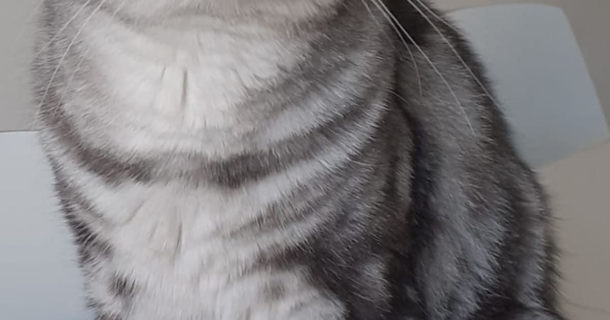 Heb jij Boris, Zara of Suzie gezien? Deze drie huisdieren worden in Noordenveld vermist