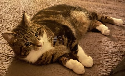 Heb jij Minimoto, Pieter of Chef gezien? Deze drie huisdieren worden in Zutphen vermist