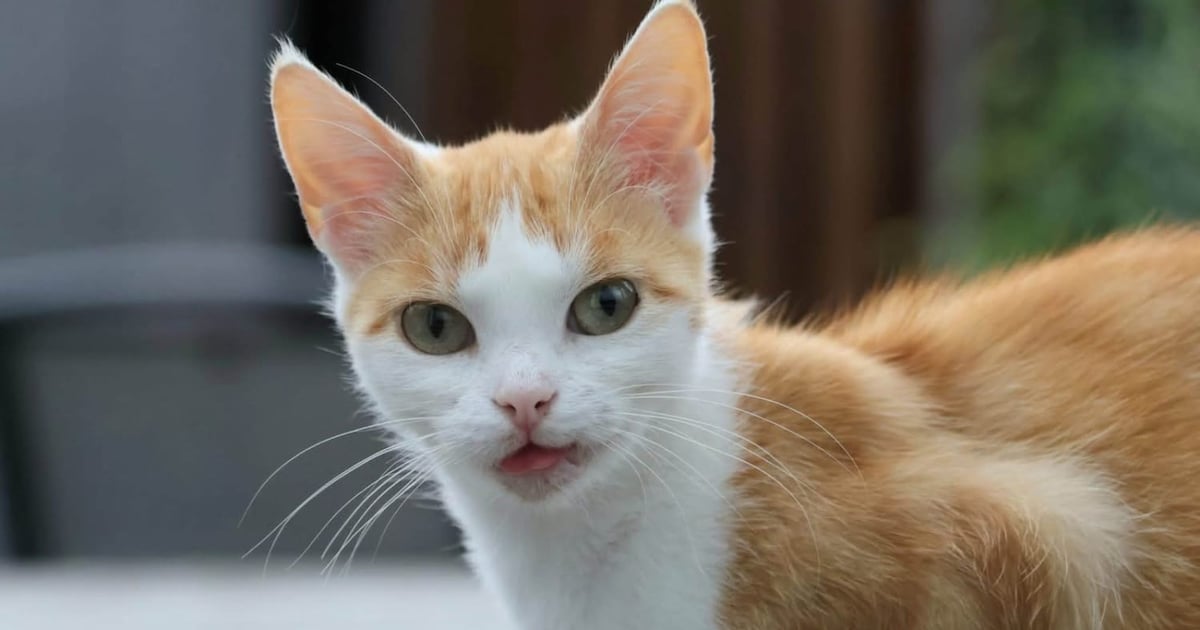 Heb jij Aafke gezien? Dit huisdier wordt in Zoeterwoude vermist