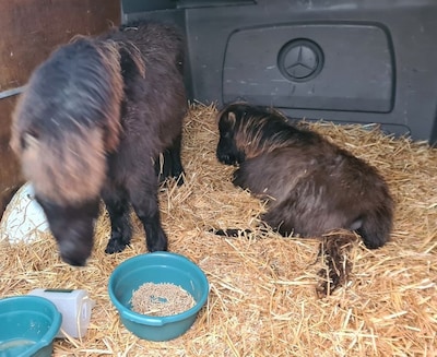 Pony’s in een bestelbusje en kat opgesloten in caravan: Gouds stel voor rechter om verwaarlozing die