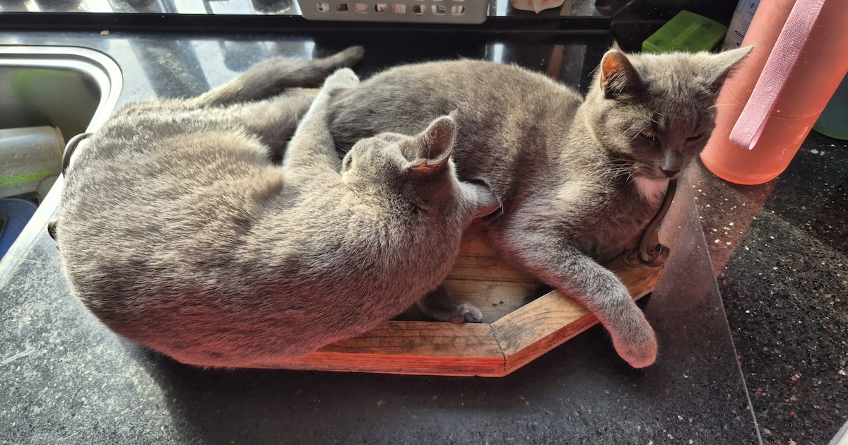 Heb jij Sjonnie, Izzy of Snowy gezien? Deze drie huisdieren worden in Veendam vermist