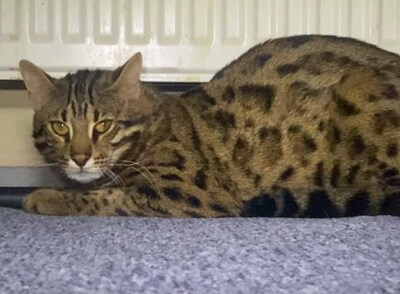 Politie op zoek naar ontsnapte wilde kat: ‘Benader het dier niet zelf’