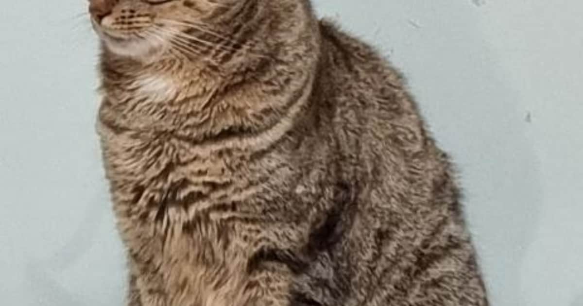 Heb jij Bella of Gijs gezien? Deze twee huisdieren worden in Geertruidenberg vermist