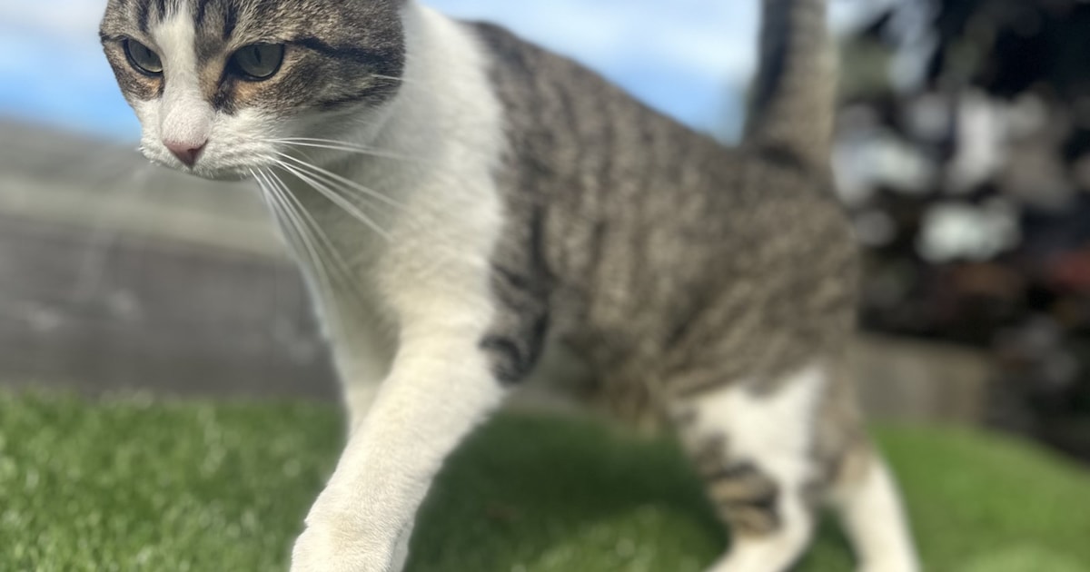 Heb jij Kiki, Goldorak of Puck gezien? Deze drie huisdieren worden in Amstelveen vermist