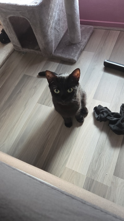 Heb jij Jack of Azula gezien? Deze twee huisdieren worden in Helmond vermist