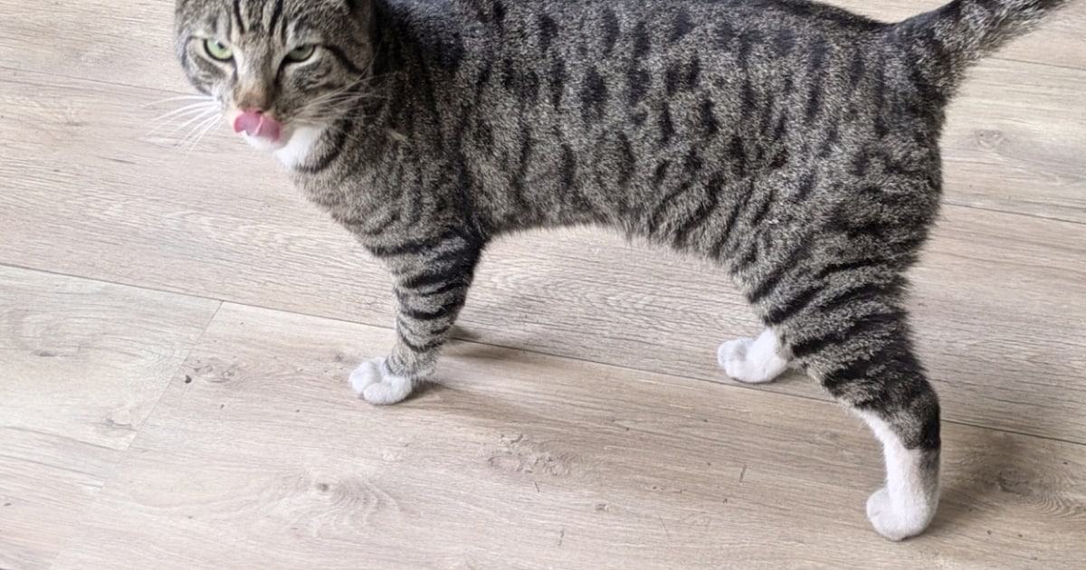 Heb jij Rosanna, Gerrit of Poes gezien? Deze vier huisdieren worden in Beverwijk vermist