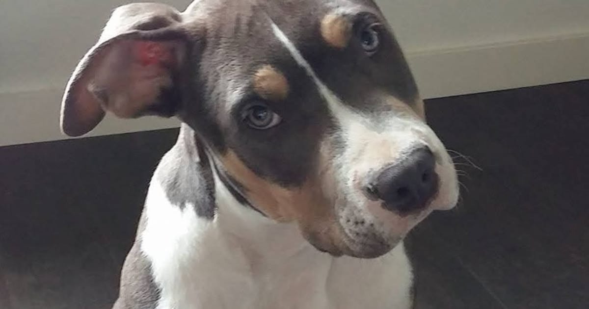 Heb jij Rico gezien? Dit huisdier wordt in Peel en Maas vermist