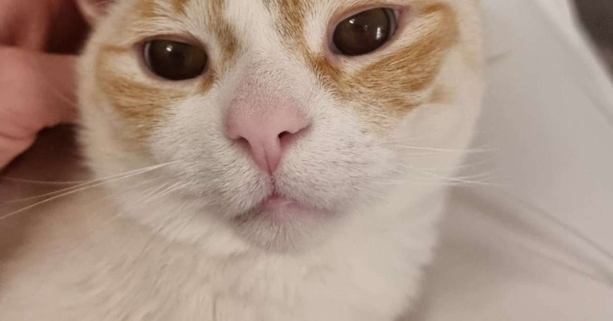 Heb jij Jack, Casper of Bikkel gezien? Deze vier huisdieren worden in Leeuwarden vermist