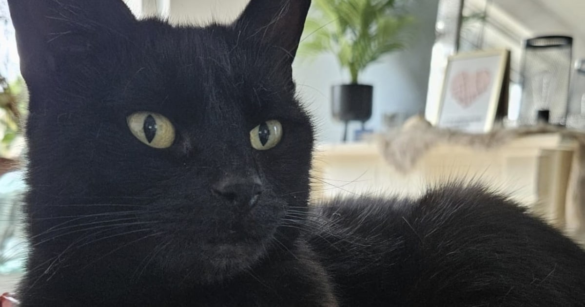 Heb jij Bobby, Moos of Puck gezien? Deze vier huisdieren worden in Medemblik vermist