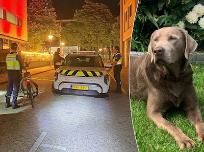 Waarom de hulpdiensten een grote zoekactie startten voor vermiste hond Mack: ‘Ik ben ze eeuwig dankbaar’