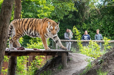 Praat mee: het houden van grote diersoorten als olifanten en tijgers in dierentuinen is niet meer van deze tijd