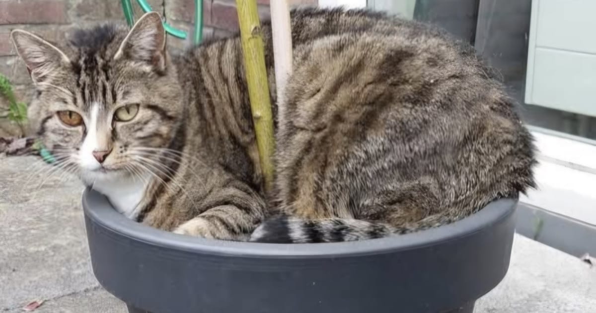 Heb jij Henkie, Misty of Jianhua gezien? Deze vijf huisdieren worden in Utrecht vermist