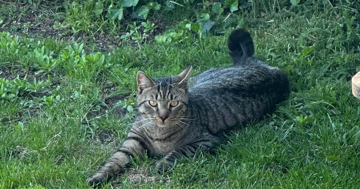 Heb jij Plomp gezien? Dit huisdier wordt in Rhenen vermist