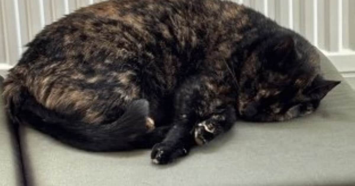 Heb jij Coco gezien? Dit huisdier wordt in Nieuwkoop vermist