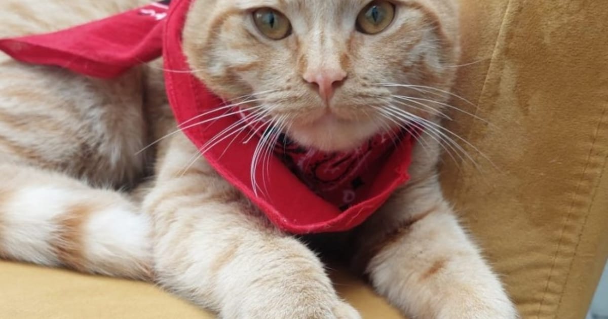 Heb jij Victor gezien? Dit huisdier wordt in Pijnacker-Nootdorp vermist