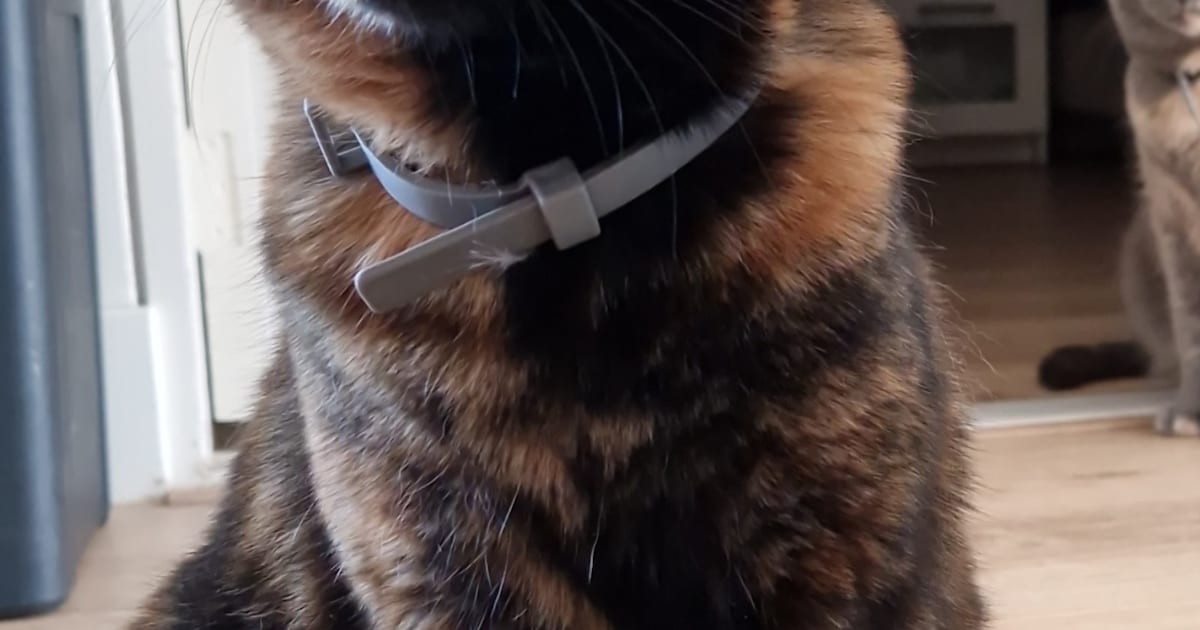 Heb jij Kami, Tosti of Bowie gezien? Deze drie huisdieren worden in Zoetermeer vermist