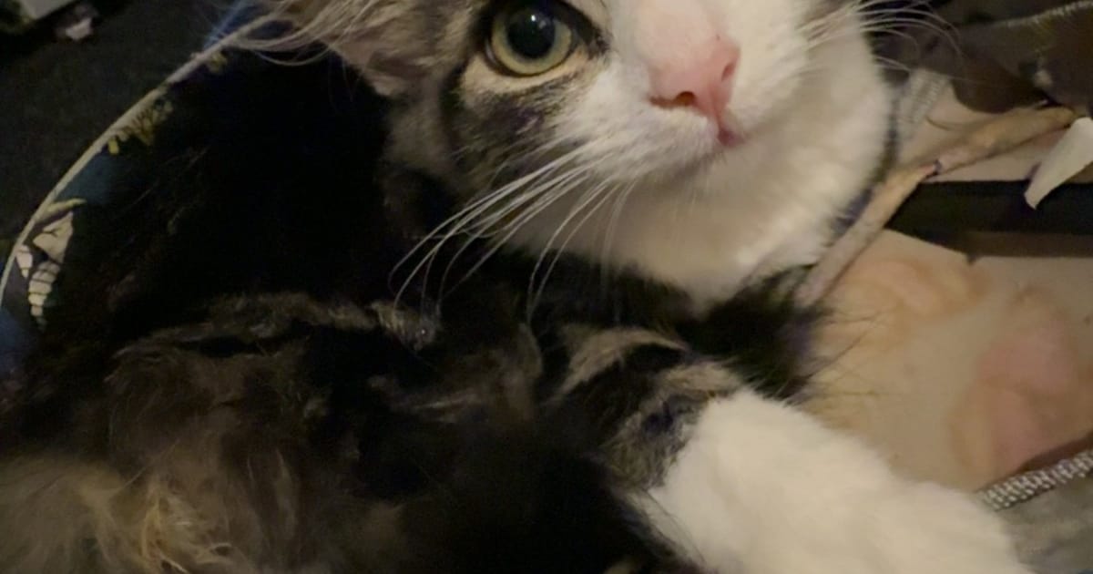 Heb jij Luna, Spijker of Belle gezien? Deze drie huisdieren worden in Almere vermist