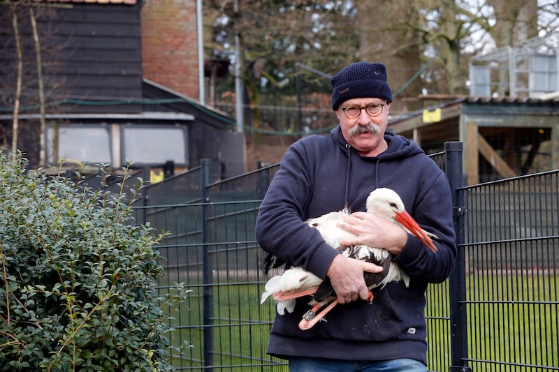 Archieffoto. Piet van Andel van de ooievaarsopvang Herwijnen 