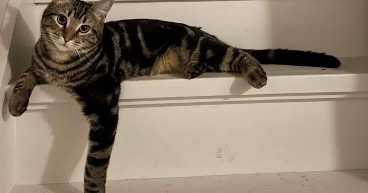Heb jij Jack gezien? Dit huisdier wordt in Albrandswaard vermist