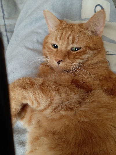 Heb jij Kees gezien? Dit huisdier wordt in Veenendaal vermist