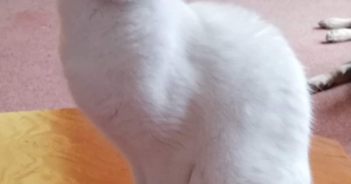 Heb jij Bowie gezien? Dit huisdier wordt in Schouwen-Duiveland vermist