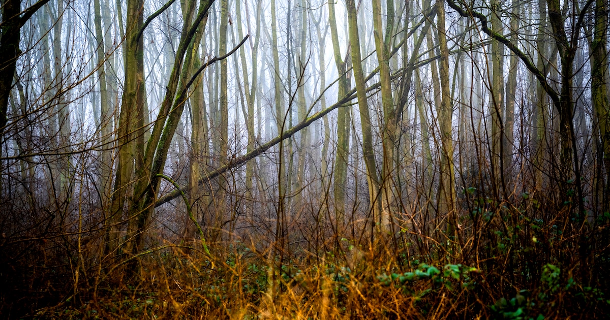 Stichting Natuurvrienden Capelle houdt zaterdag zomerexcursie in Schollebos