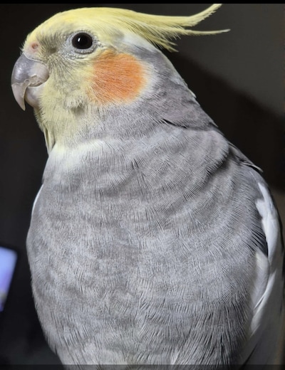 Heb jij Dobby gezien? Dit huisdier wordt in Veenendaal vermist