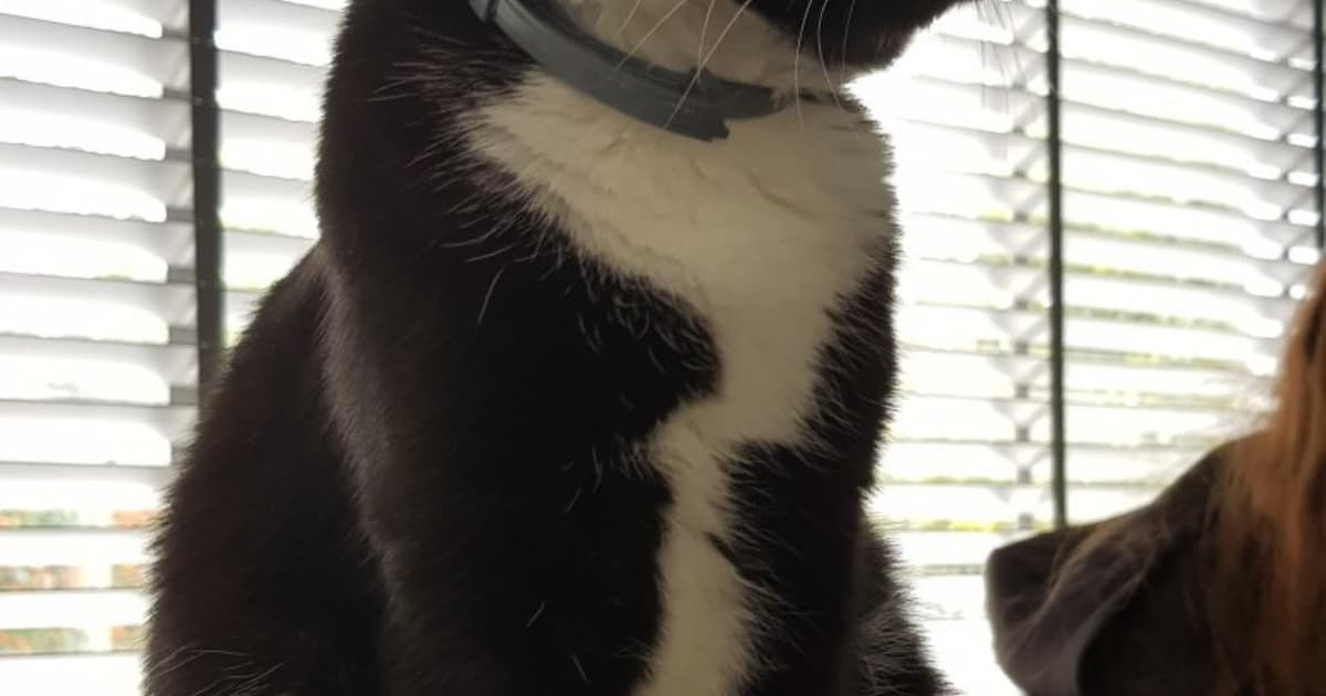 Heb jij Blondie of Sjef gezien? Deze twee huisdieren worden in Oss vermist