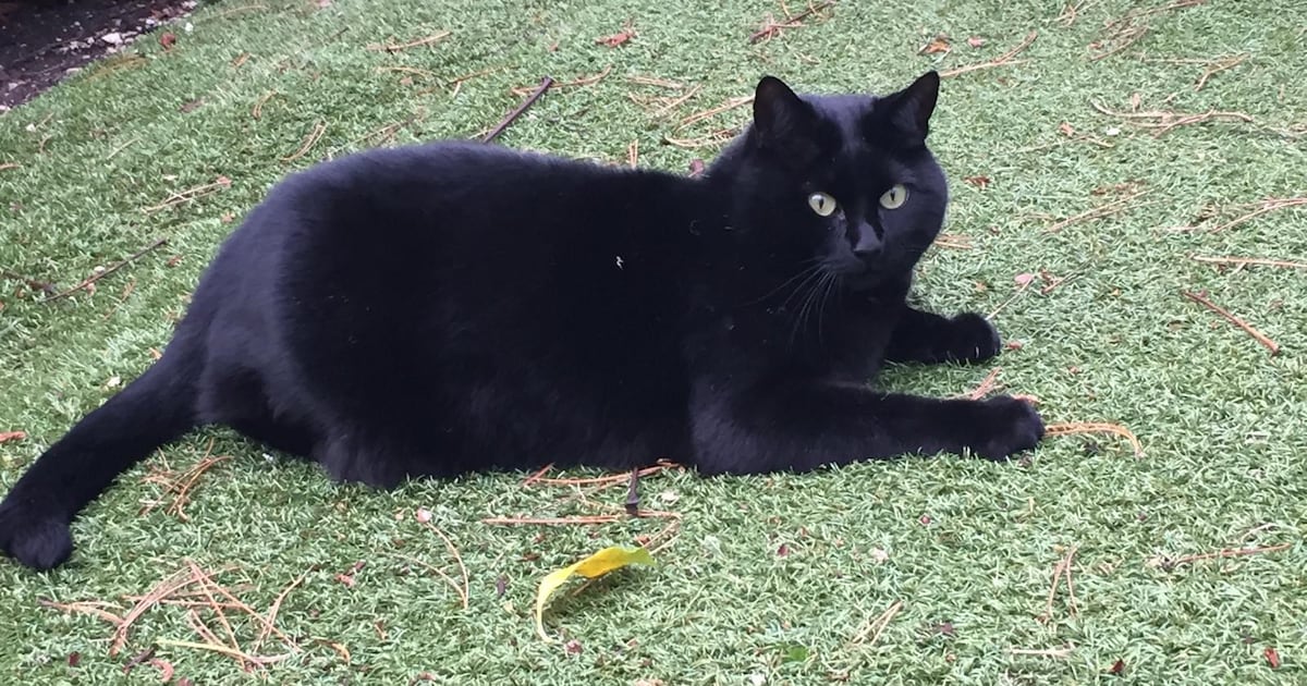 Heb jij Mila of Boeffie gezien? Deze twee huisdieren worden in Bloemendaal vermist