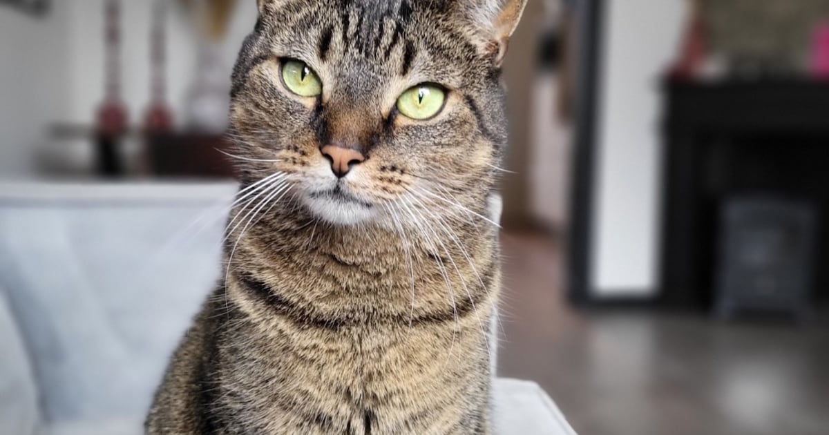 Heb jij Fons of Salem gezien? Deze twee huisdieren worden in Haaksbergen vermist