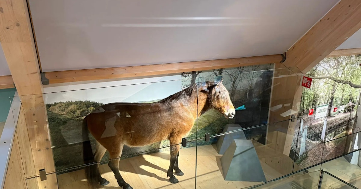 Exmoor te zien in bezoekerscentrum De Kennemerduinen