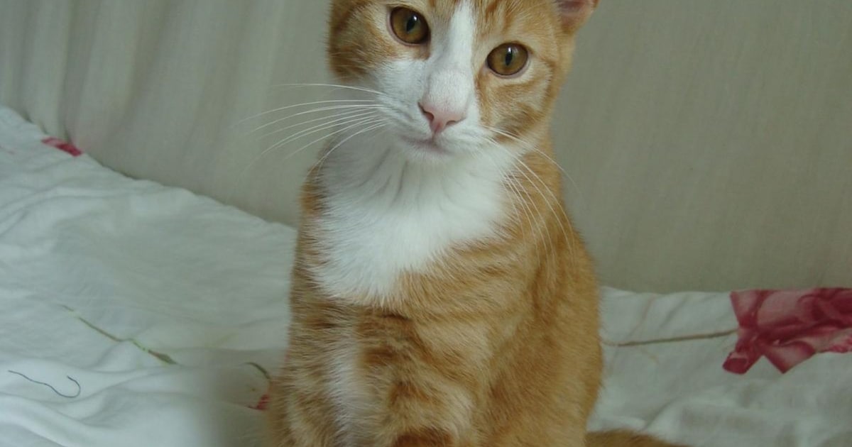 Heb jij Pepe gezien? Dit huisdier wordt in Diemen vermist