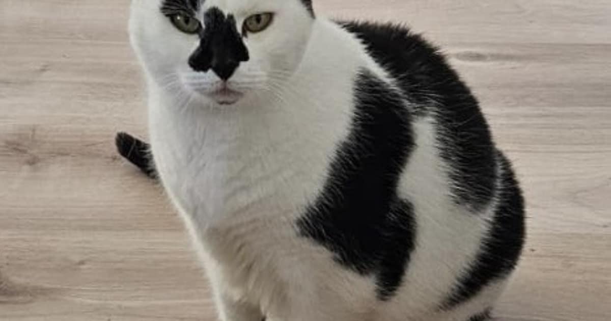 Heb jij Bandit, Koetje of Spoekie gezien? Deze drie huisdieren worden in Veendam vermist