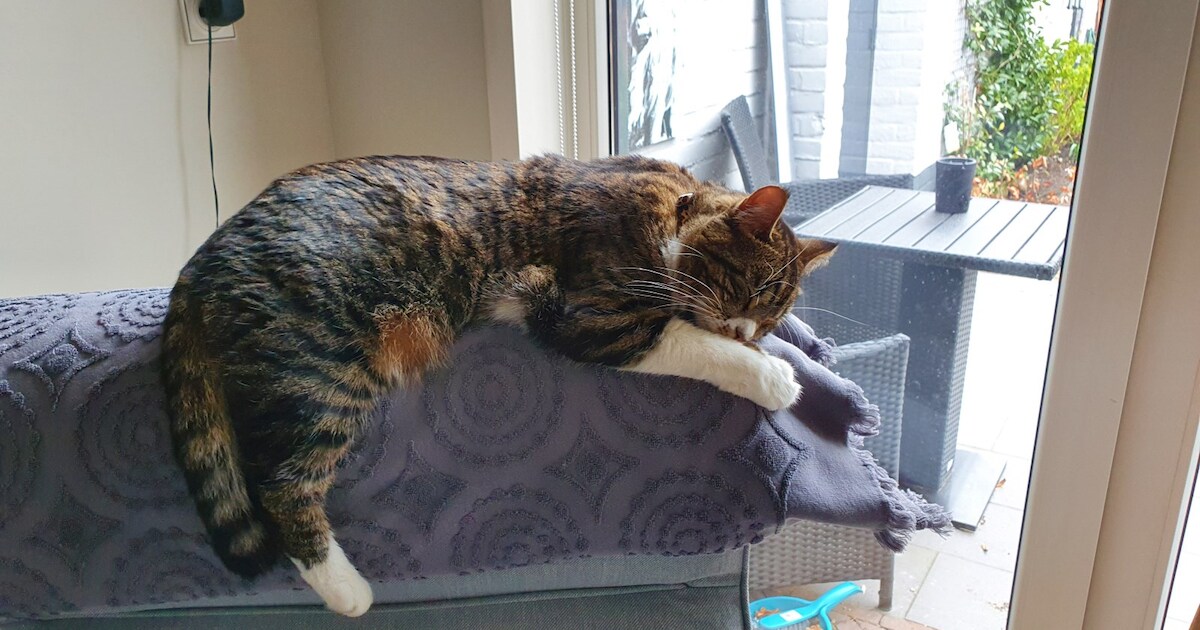 Heb jij Bizco, Abu of Bella gezien? Deze drie huisdieren worden in Beverwijk vermist